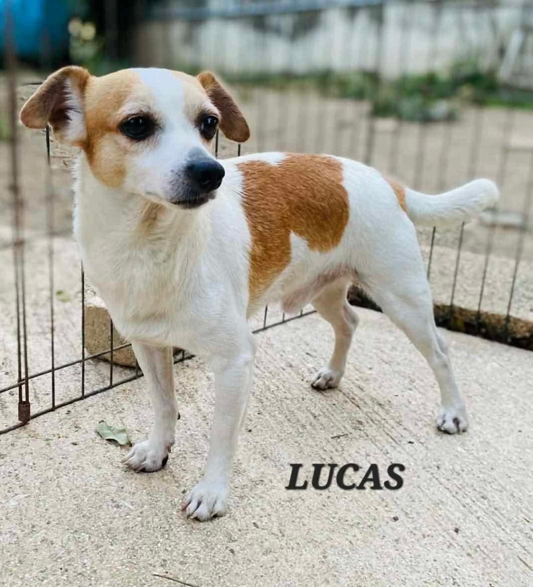 Enlarge Lucas, a ADOPTABLE mixed breed in Milford, NH image 2/6