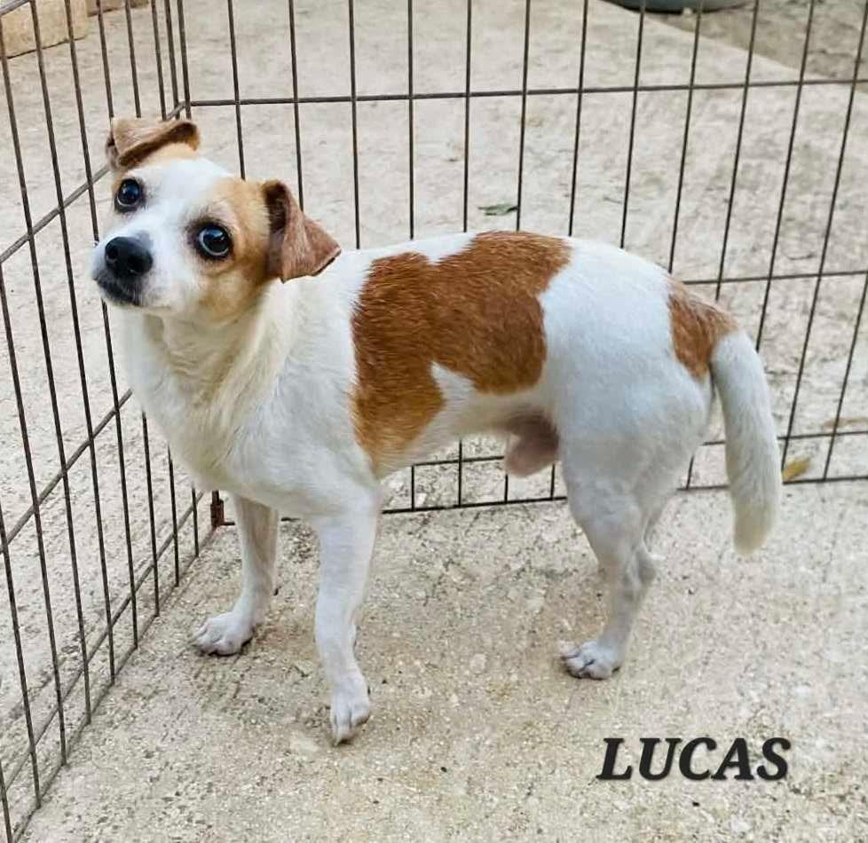 Enlarge Lucas, a ADOPTABLE mixed breed in Milford, NH image 6/6