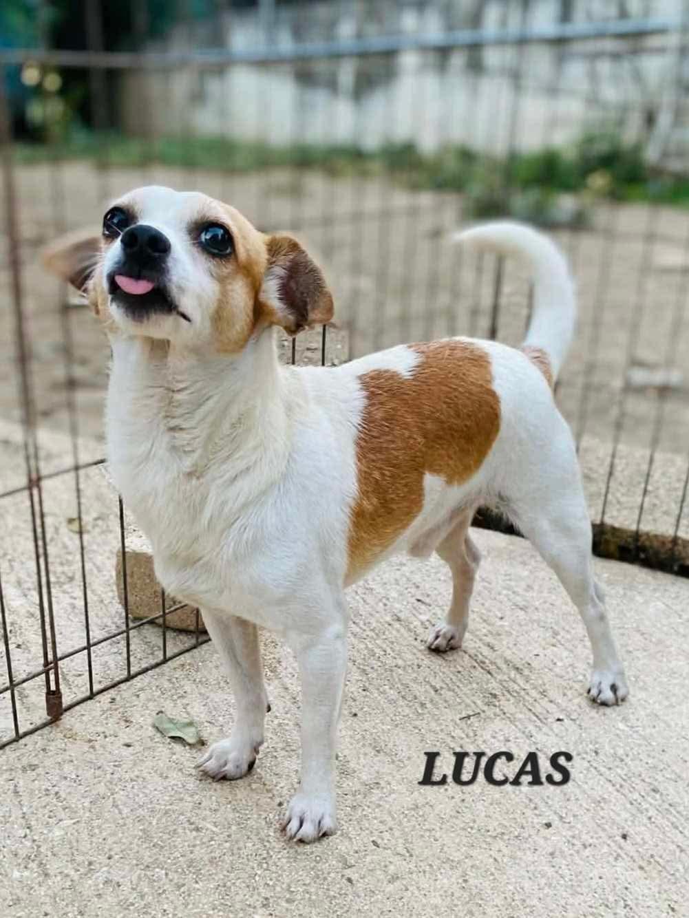 Enlarge Lucas, a ADOPTABLE mixed breed in Milford, NH image 4/6