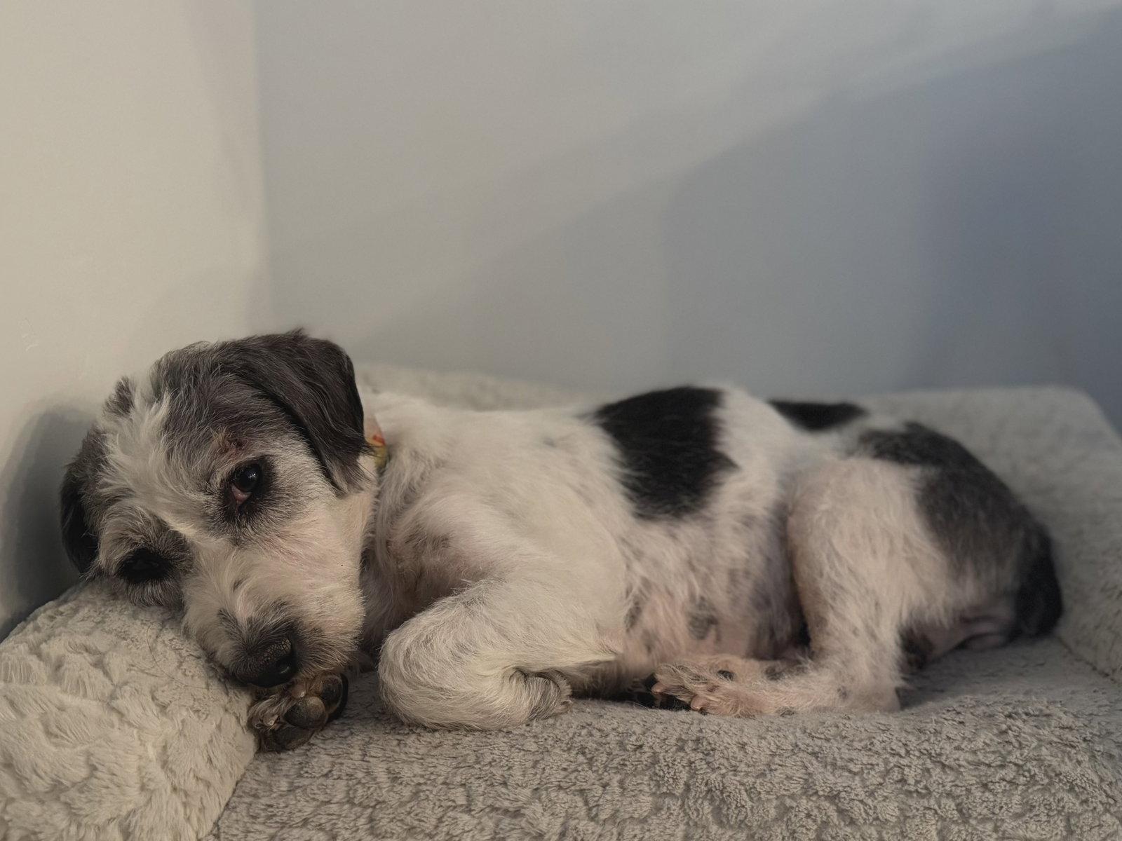 Enlarge Harper Rose, a Adoptable Terrier in Salt Lake City, UT image 1/3
