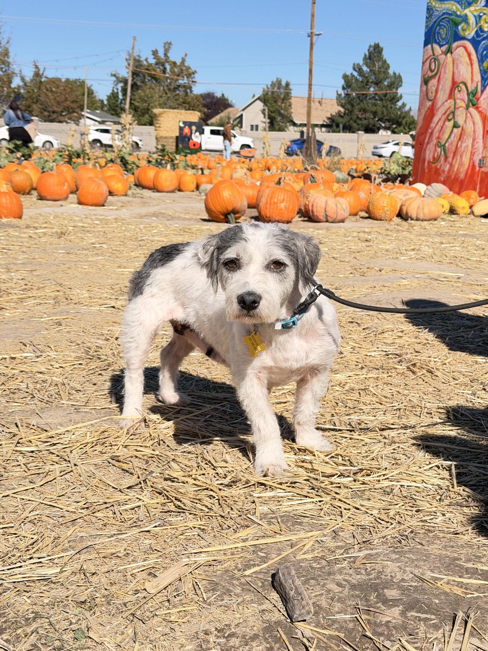 Enlarge Harper Rose, a Adoptable Terrier in Salt Lake City, UT image 2/3