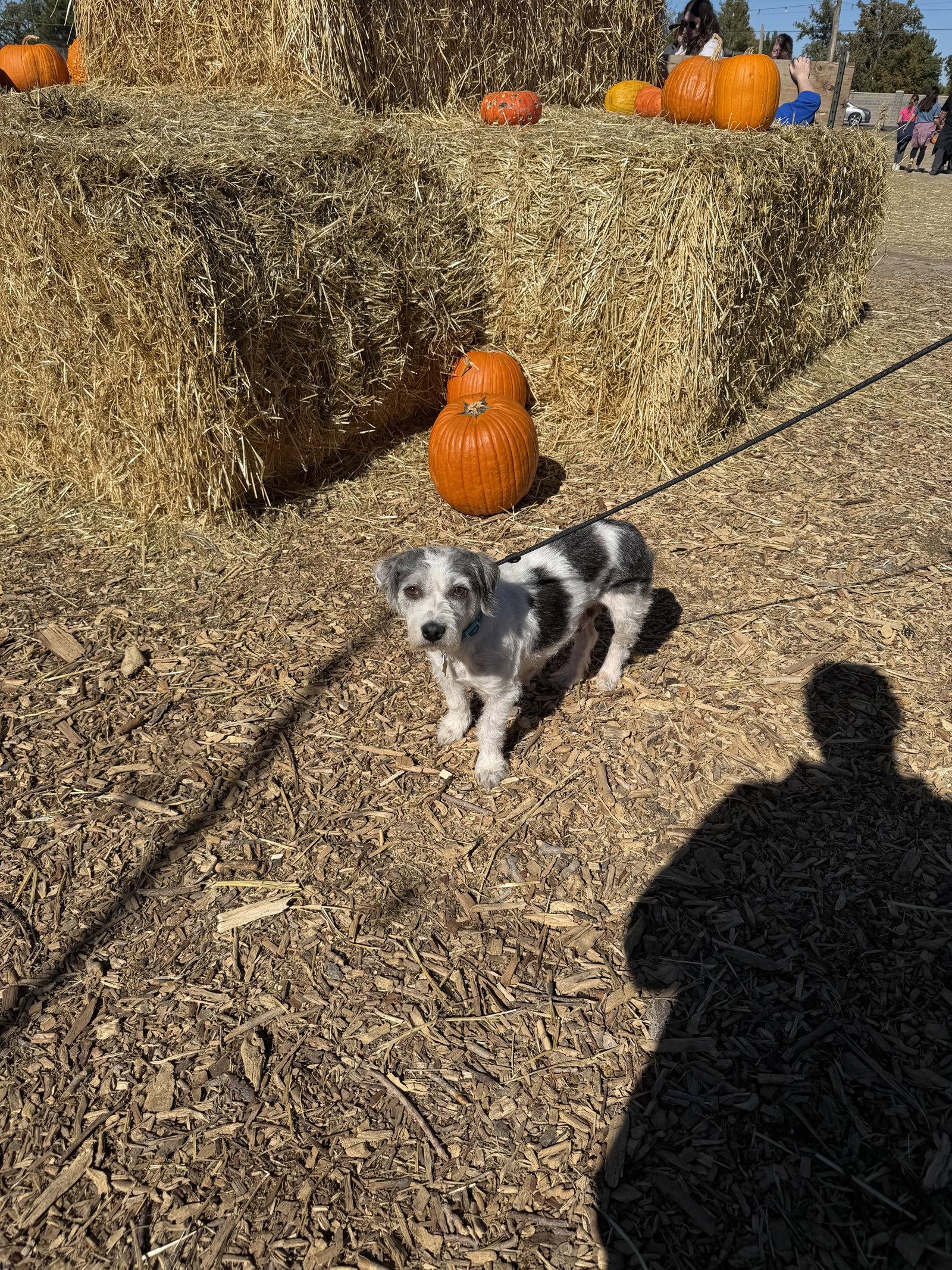 Enlarge Harper Rose, a Adoptable Terrier in Salt Lake City, UT image 3/3