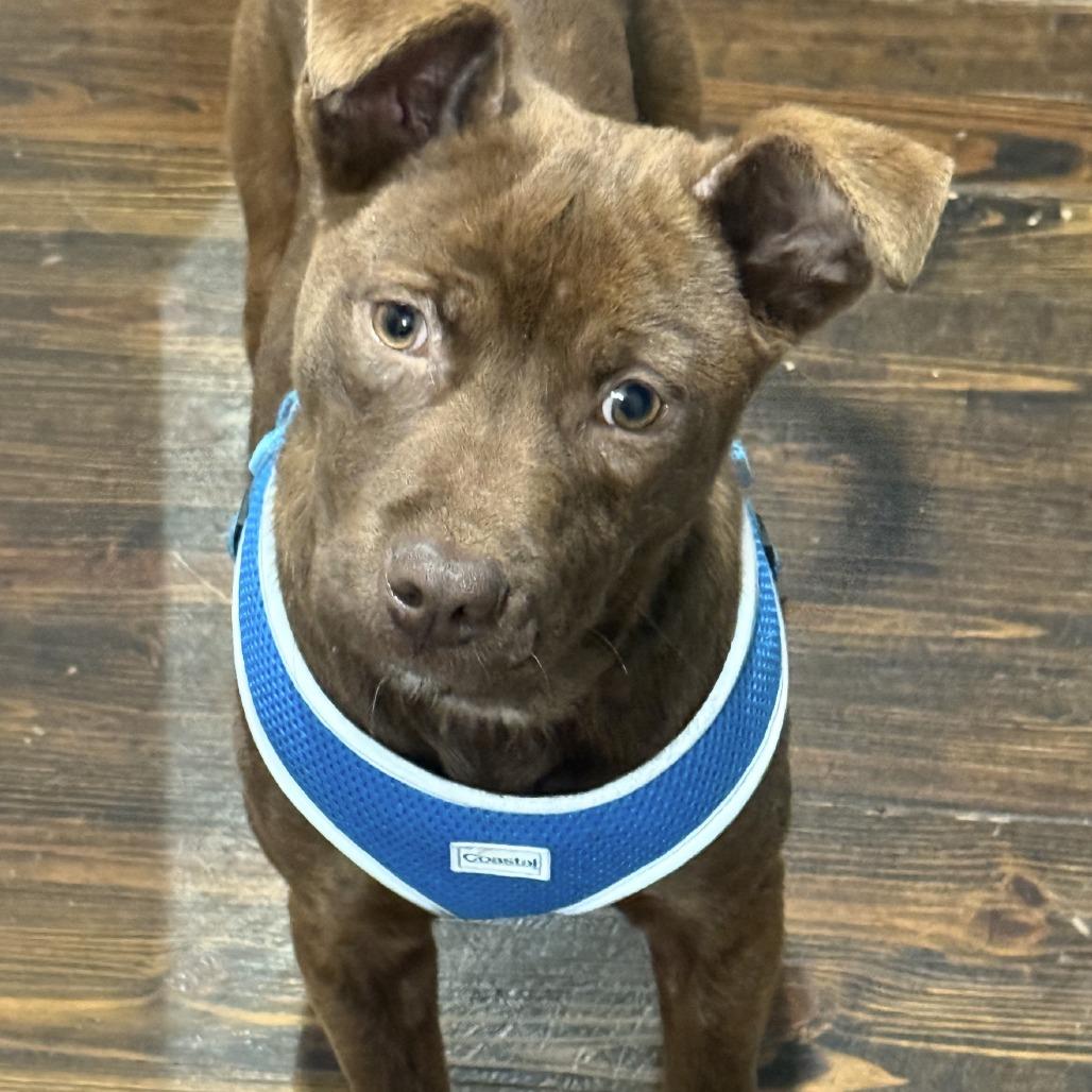 Buckley, Adoptable, Young Male Terrier & Mixed Breed.