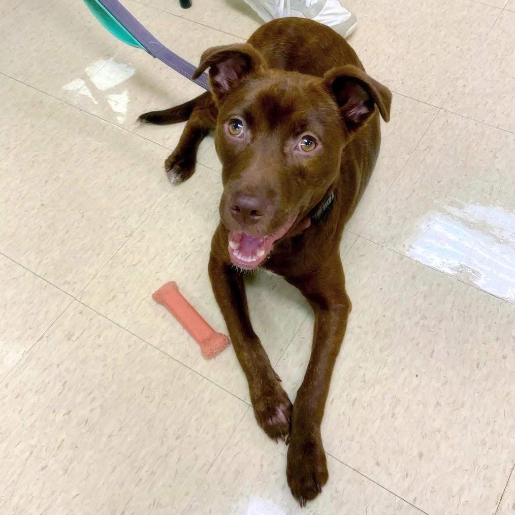 Enlarge Buckley, a Adoptable mixed breed in Little Rock, AR image 2/6