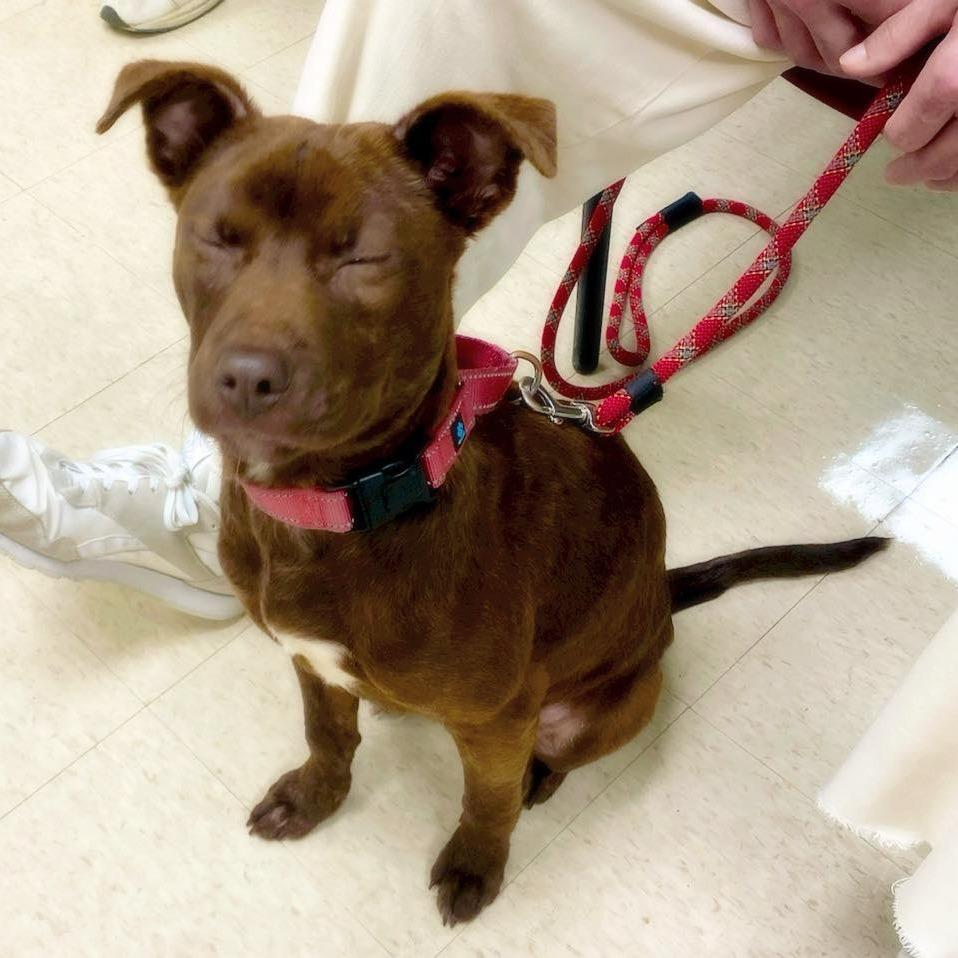 Enlarge Buckley, a Adoptable mixed breed in Little Rock, AR image 3/6