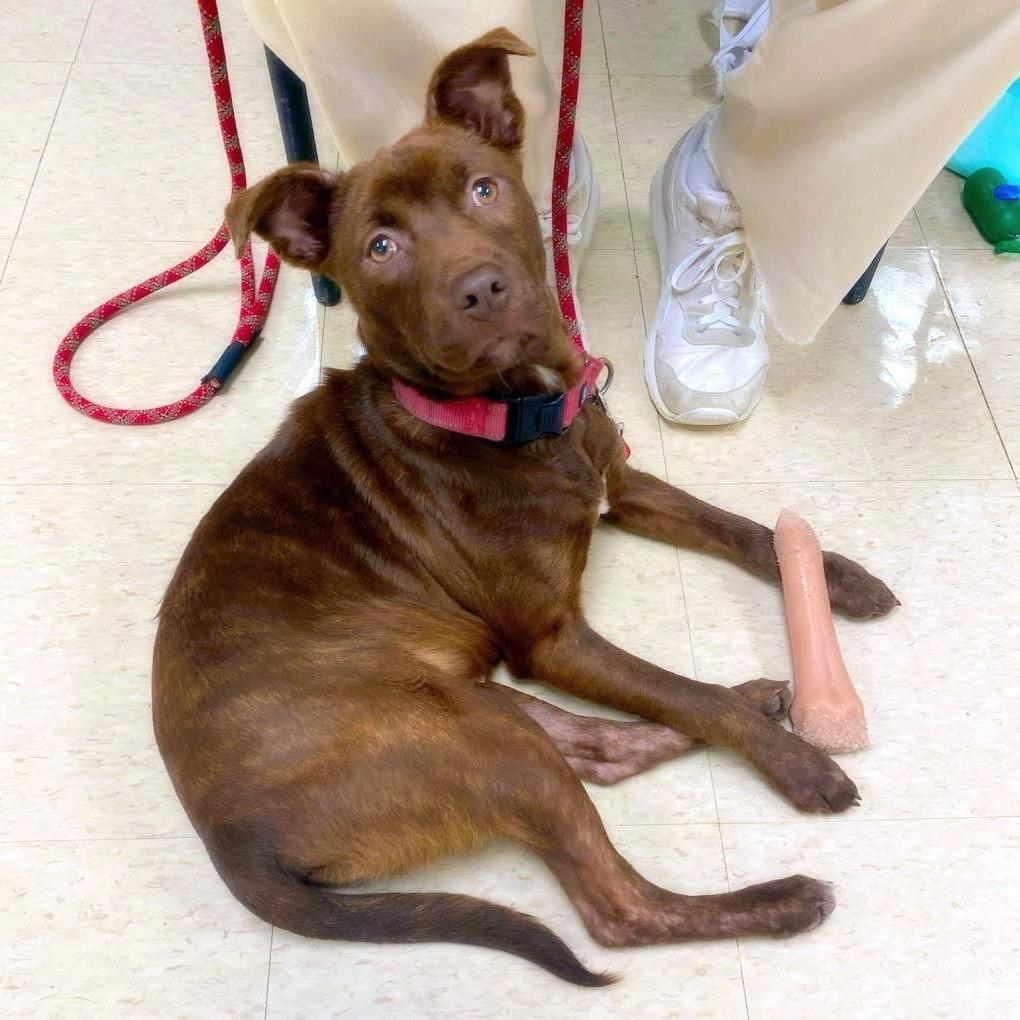 Enlarge Buckley, a Adoptable mixed breed in Little Rock, AR image 5/6