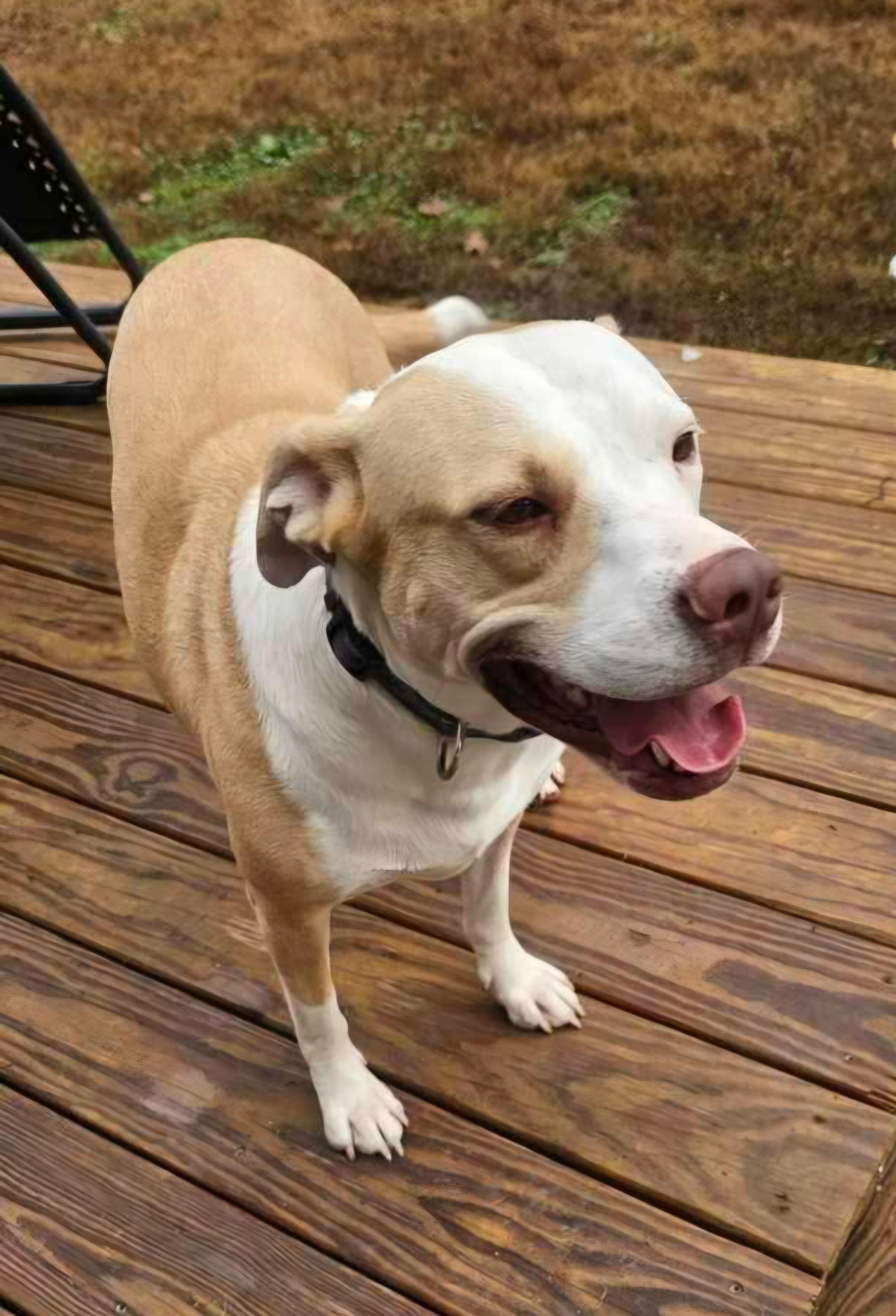 Enlarge Winter, a ADOPTABLE mixed breed in Nashville, TN image 2/2