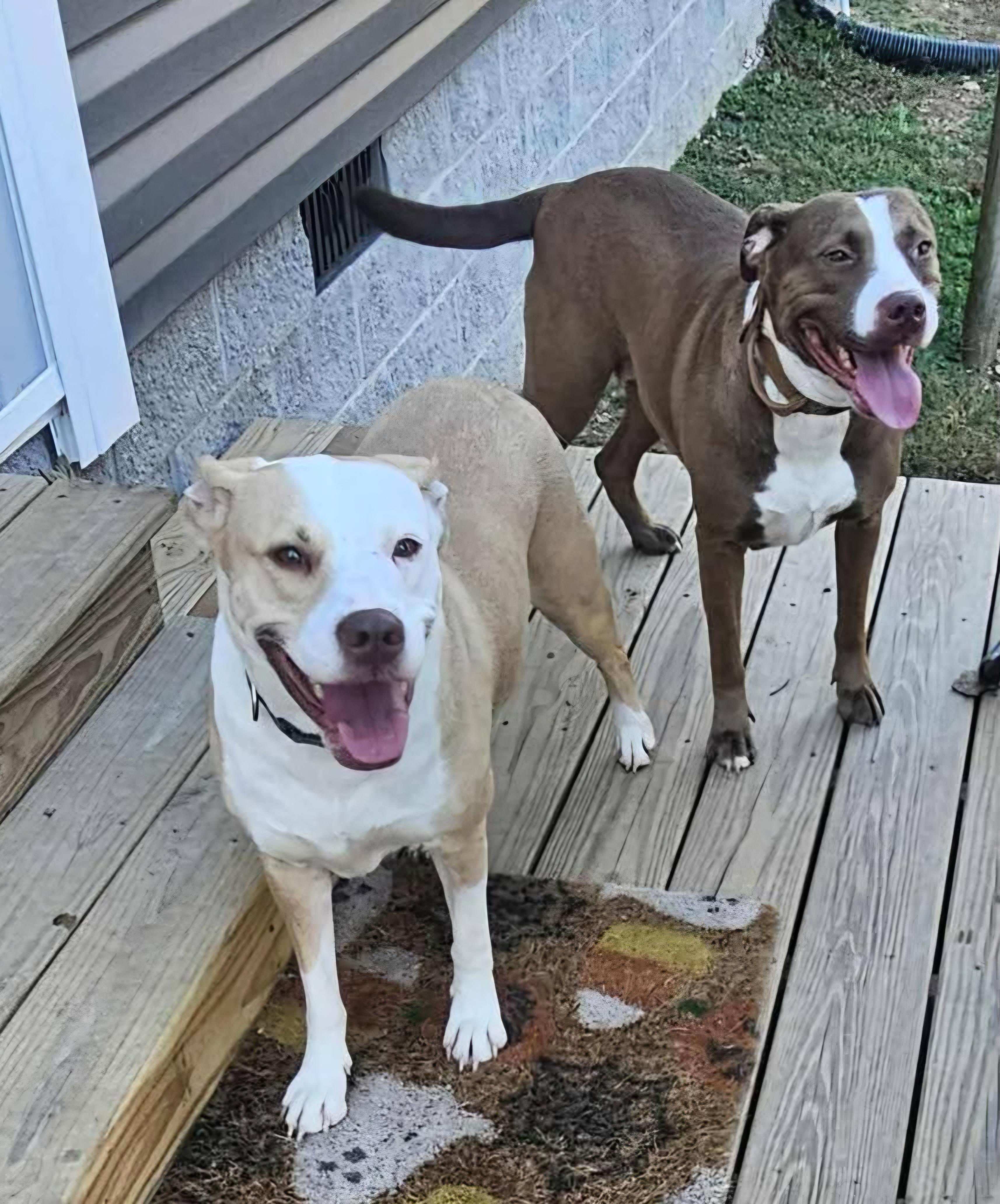 Winter, ADOPTABLE, Adult Female Labrador Retriever & American Bulldog.