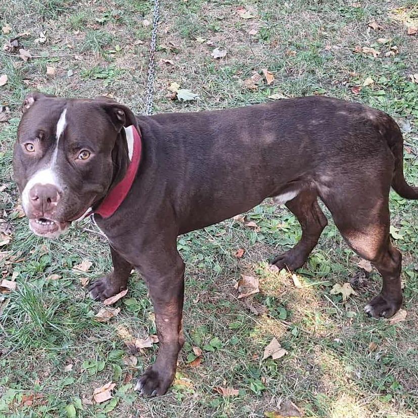 Champ, Adoptable, Adult Male Pit Bull Terrier.