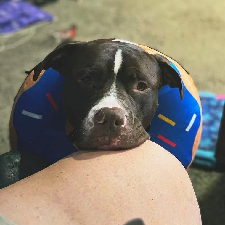 Champ, a Adoptable Pit Bull Terrier in Lima, OH image 2/6