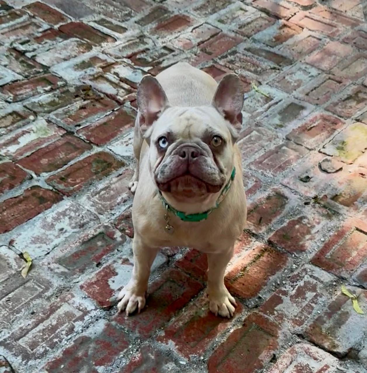 COURTESY POST FOR WASA - Matilda, a ADOPTABLE French Bulldog in Westport, CT image 2/4