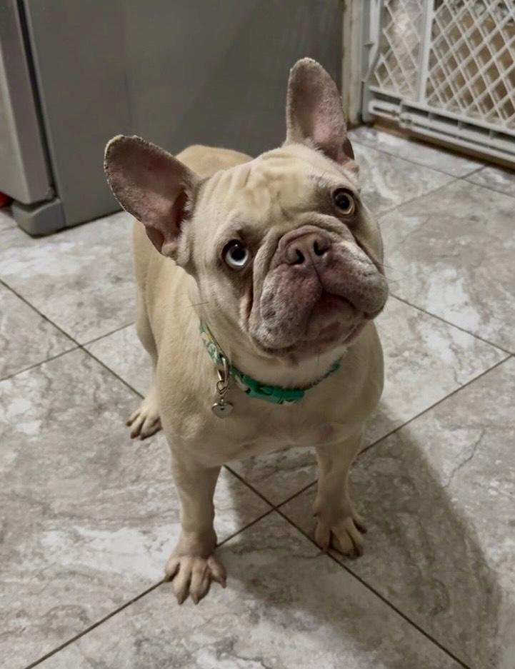 COURTESY POST FOR WASA - Matilda, ADOPTABLE, Adult Female French Bulldog.