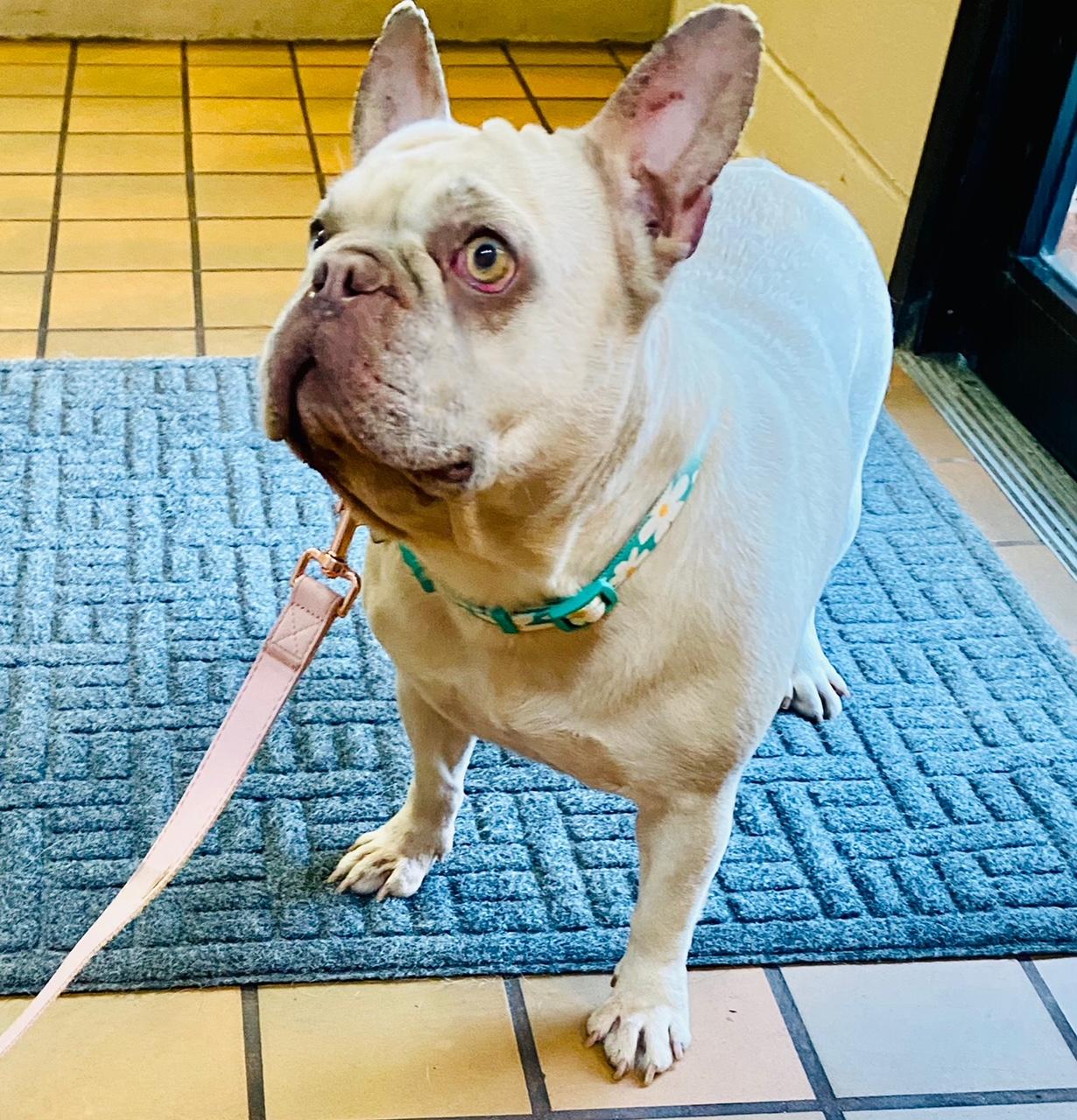 COURTESY POST FOR WASA - Matilda, a ADOPTABLE French Bulldog in Westport, CT image 2/3