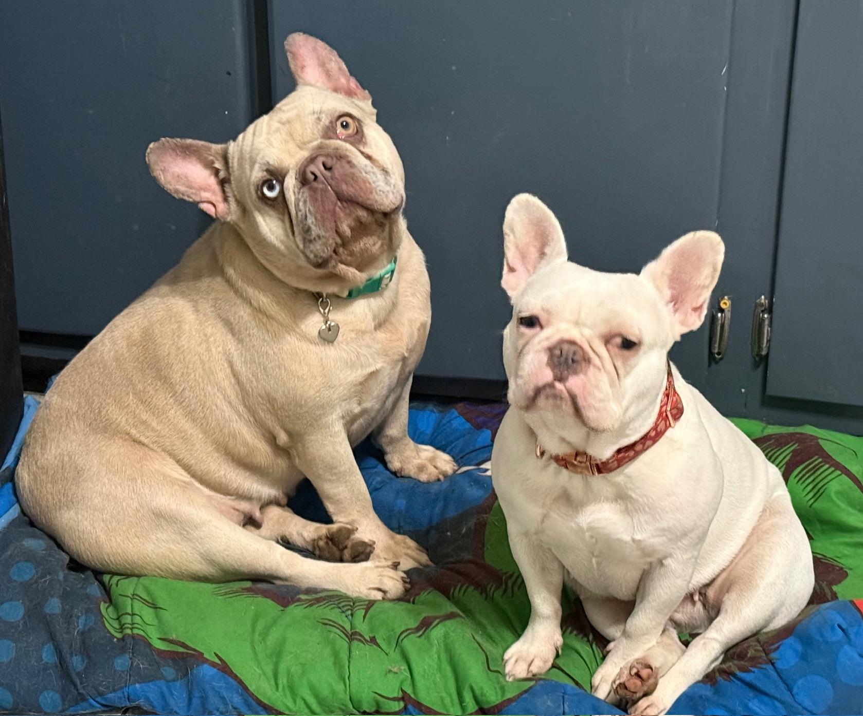 COURTESY POST FOR WASA - Matilda, a ADOPTABLE French Bulldog in Westport, CT image 3/3