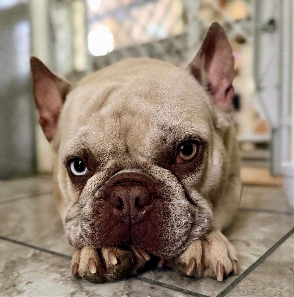 COURTESY POST FOR WASA - Matilda, ADOPTABLE, Adult Female French Bulldog.