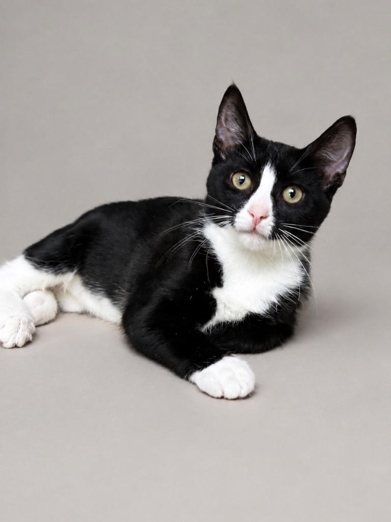 Sky Days, Adoptable, Kitten Female Domestic Short Hair.