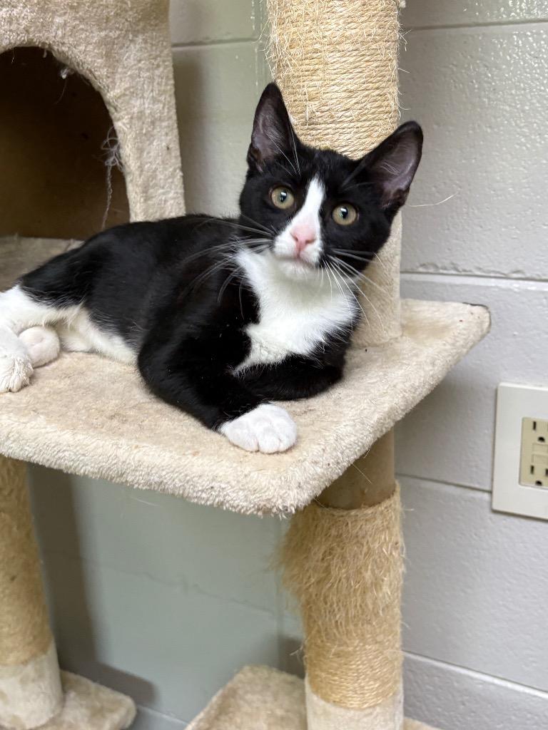 Enlarge Sky Days, a Adoptable mixed breed in Tifton, GA image 2/2
