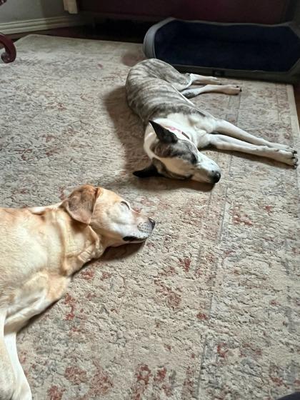 Enlarge Lorelai 46310, a ADOPTABLE Mixed Breed in Oklahoma City, OK image 2/3