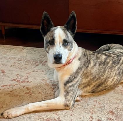 Enlarge Lorelai 46310, a ADOPTABLE Mixed Breed in Oklahoma City, OK image 1/3