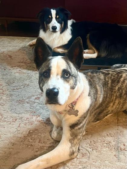 Enlarge Lorelai 46310, a ADOPTABLE Mixed Breed in Oklahoma City, OK image 3/3