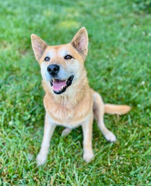 Sebastian, Adoptable, Adult Male Shiba Inu & Shepherd.