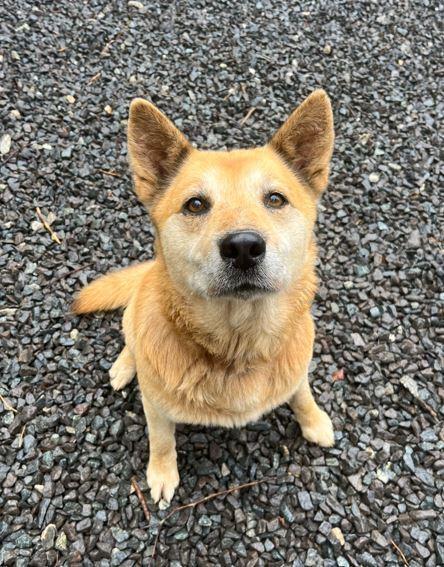 Sebastian, a Adoptable mixed breed in Mocksville, NC image 2/5