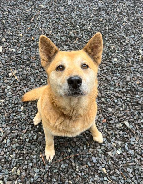 Sebastian, a Adoptable mixed breed in Mocksville, NC image 3/5