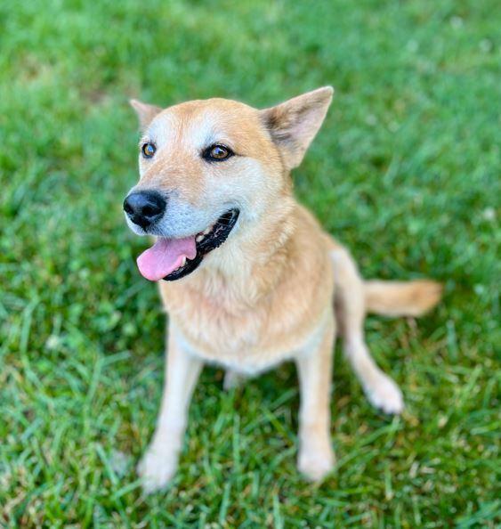 Sebastian, a Adoptable mixed breed in Mocksville, NC image 4/5