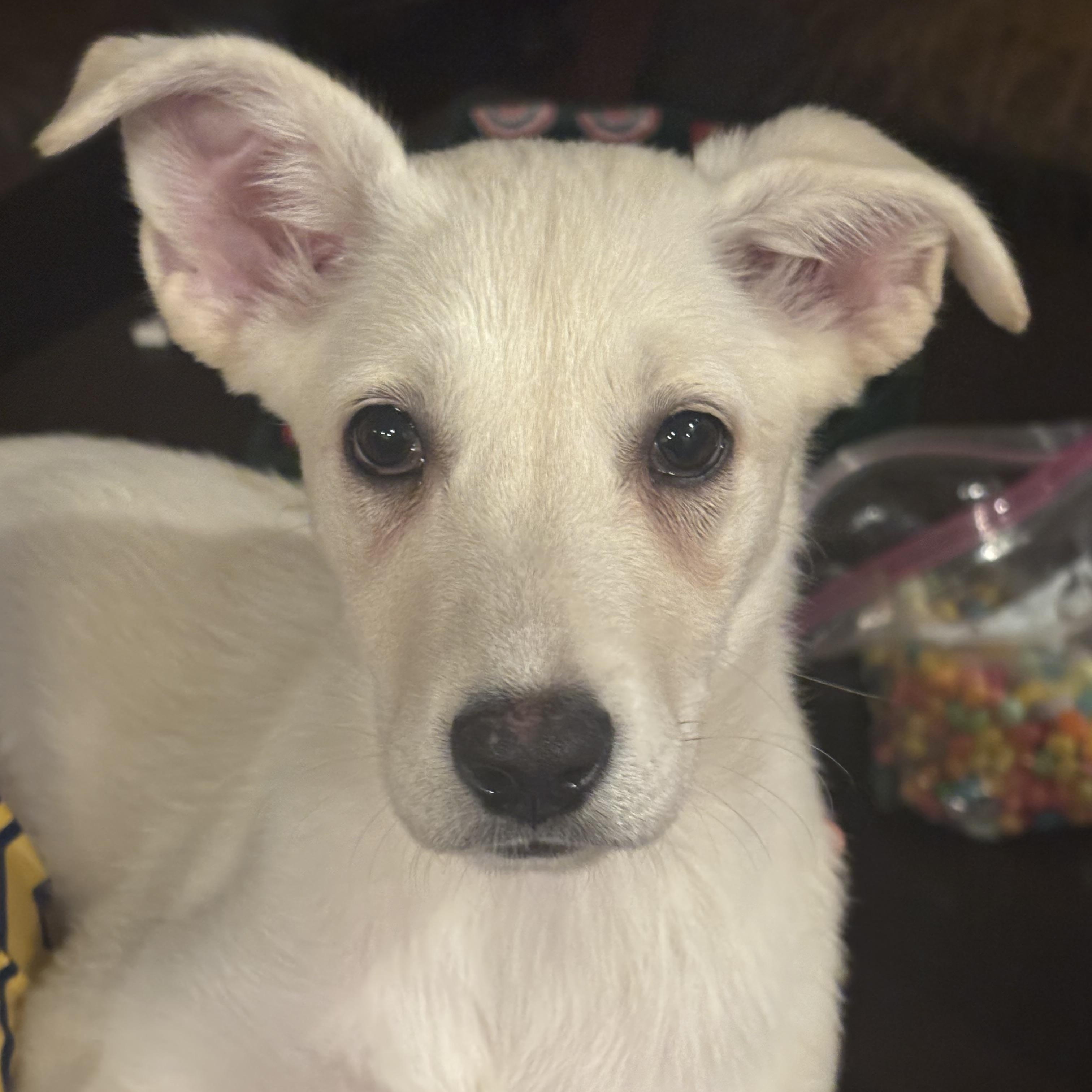 Cameroon, Adoptable, Puppy Female German Shepherd Dog.