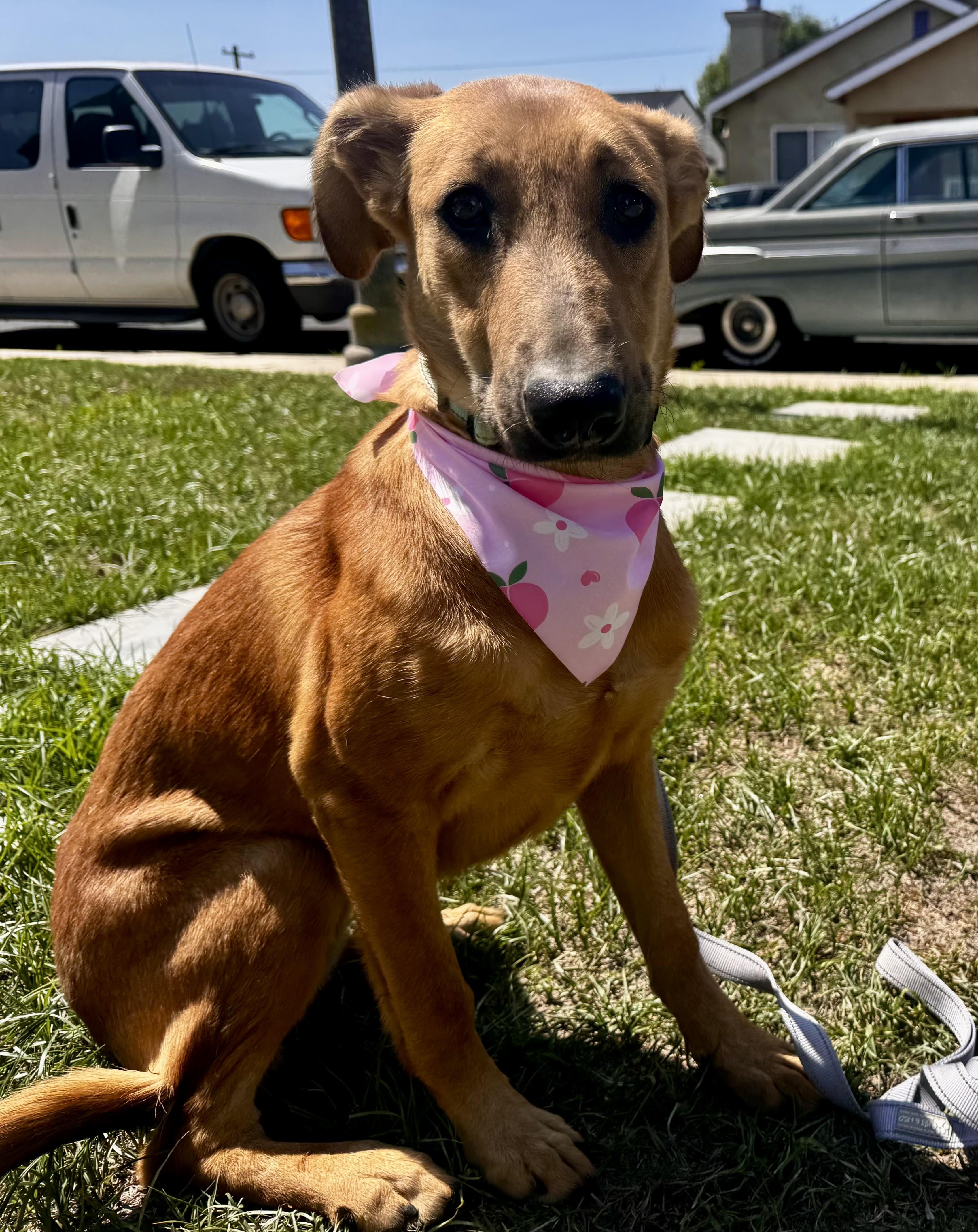 Chanel, Adopted, Puppy Female Labrador Retriever & Golden Retriever.