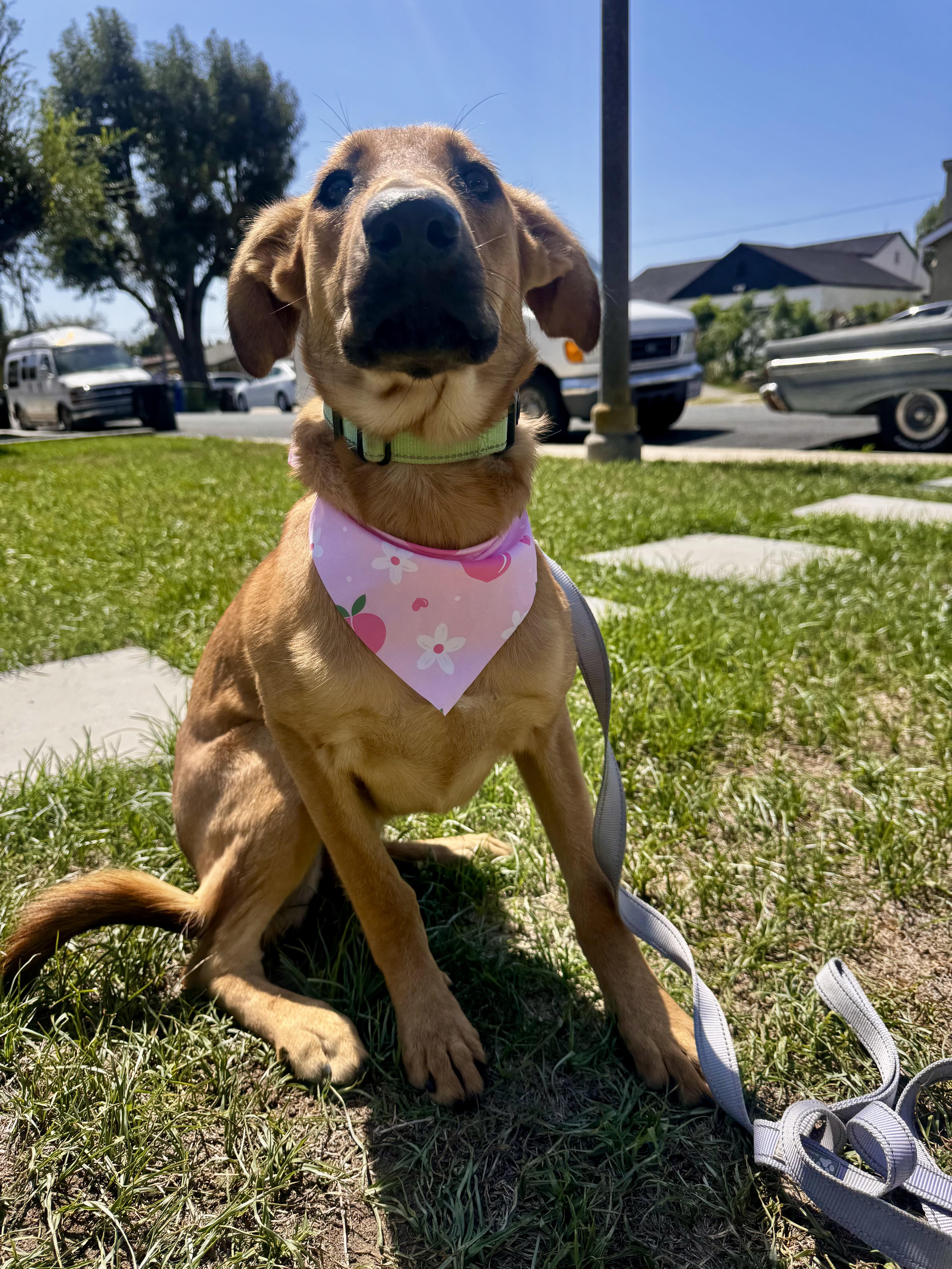 Enlarge Chanel, a Adopted mixed breed in Torrance, CA image 4/5