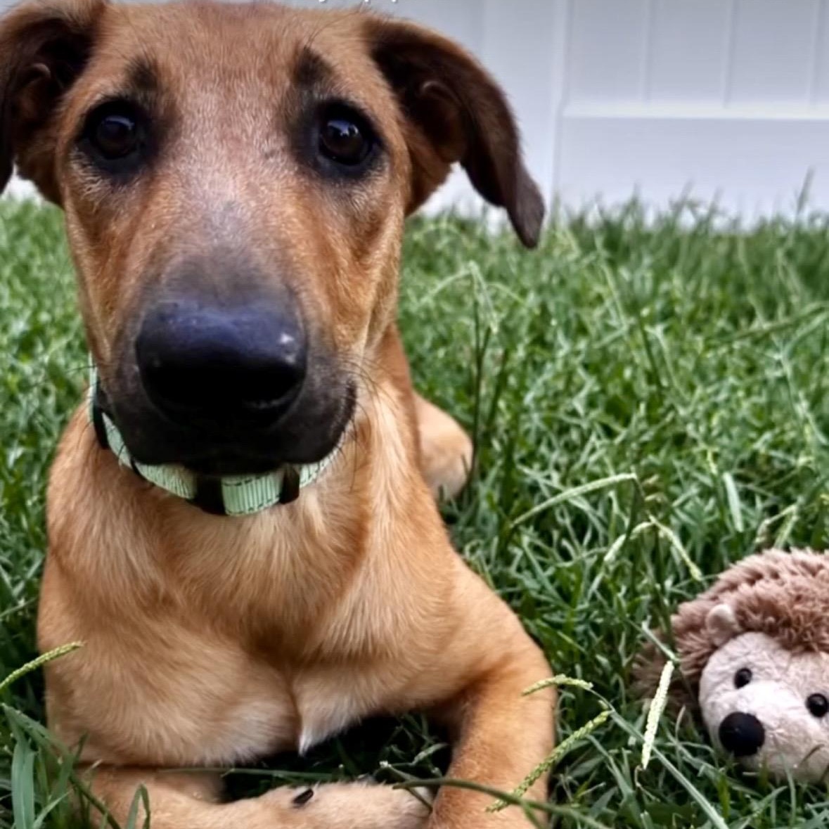 Enlarge Chanel, a Adopted mixed breed in Torrance, CA image 3/5