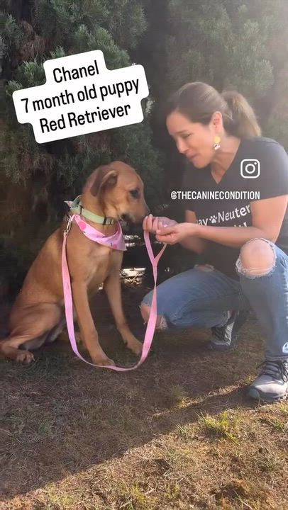 Enlarge Chanel, a Adopted mixed breed in Torrance, CA video 2/5