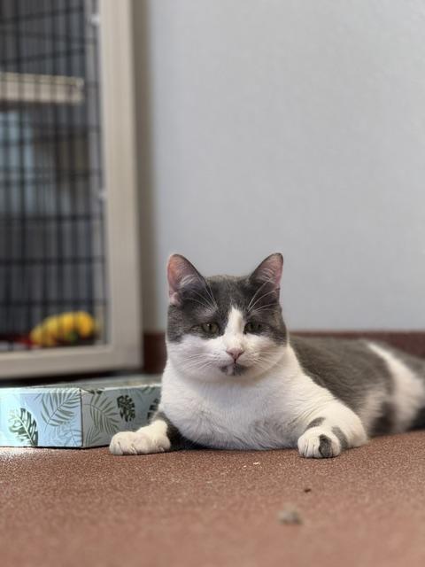 Enlarge Bones, a ADOPTABLE Domestic Short Hair in Saranac Lake, NY image 1/1