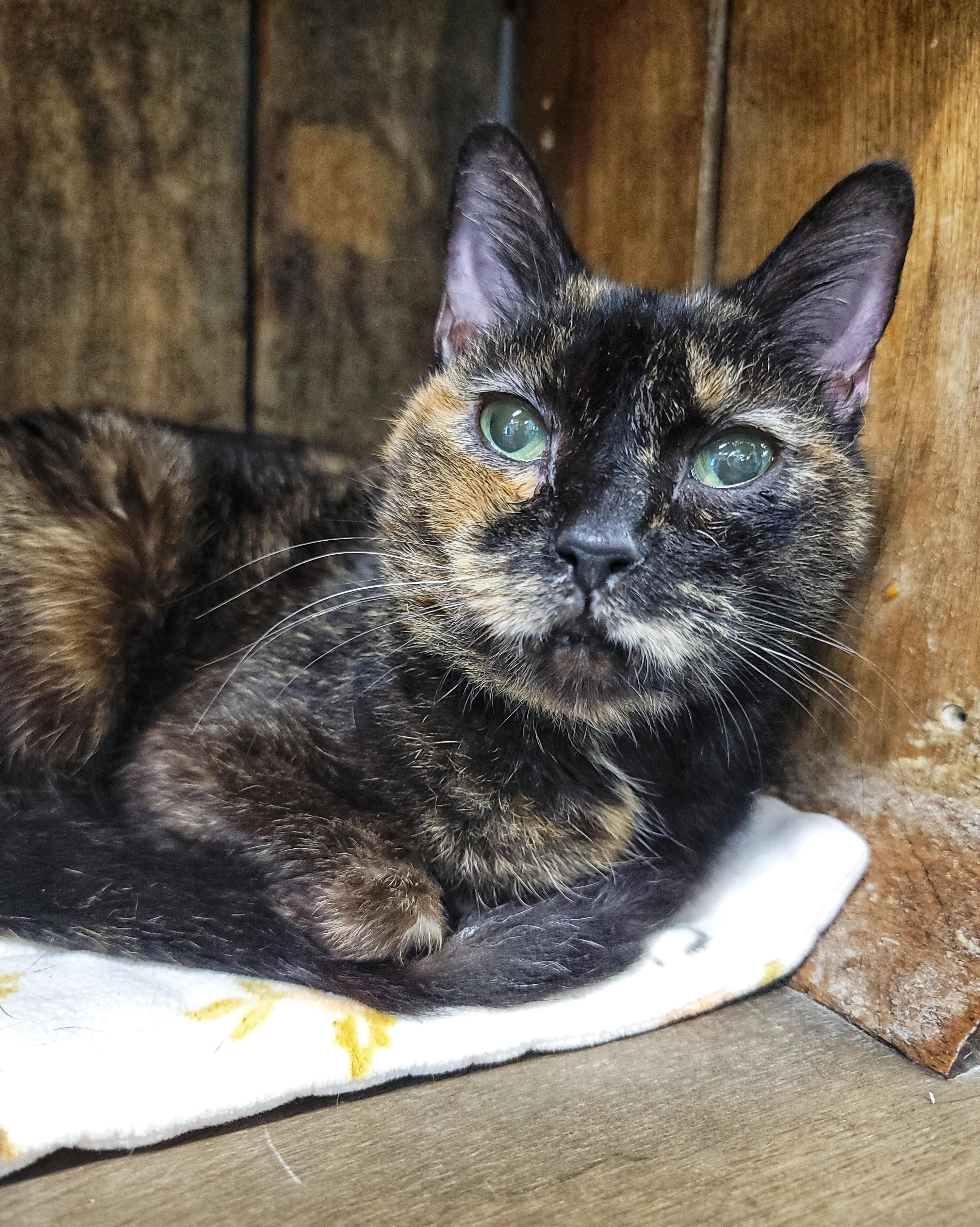 Chita Rivera, an adopted Domestic Short Hair in Grand Rapids, MI image 2/6