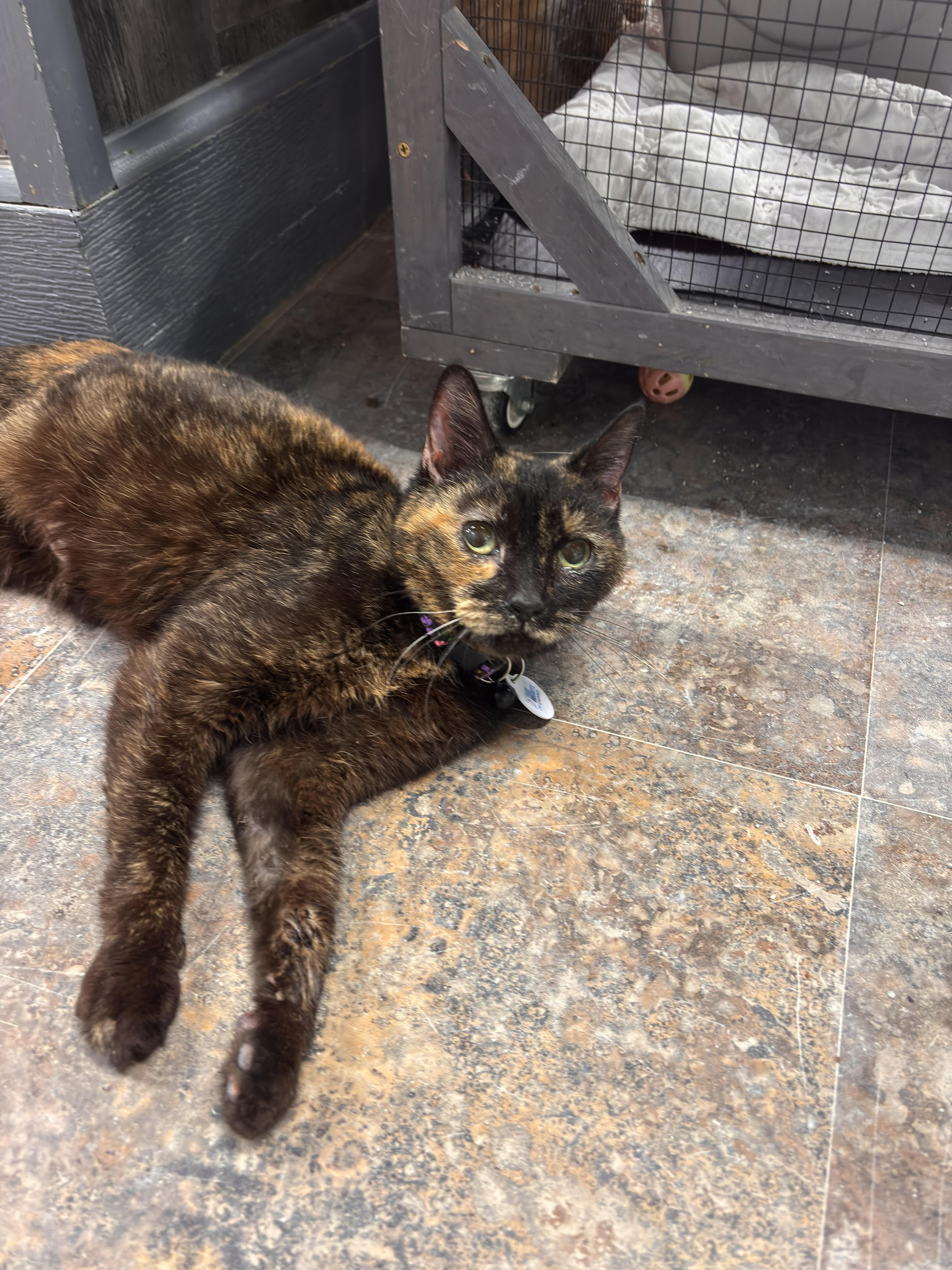Chita Rivera, an adopted Domestic Short Hair in Grand Rapids, MI image 6/6