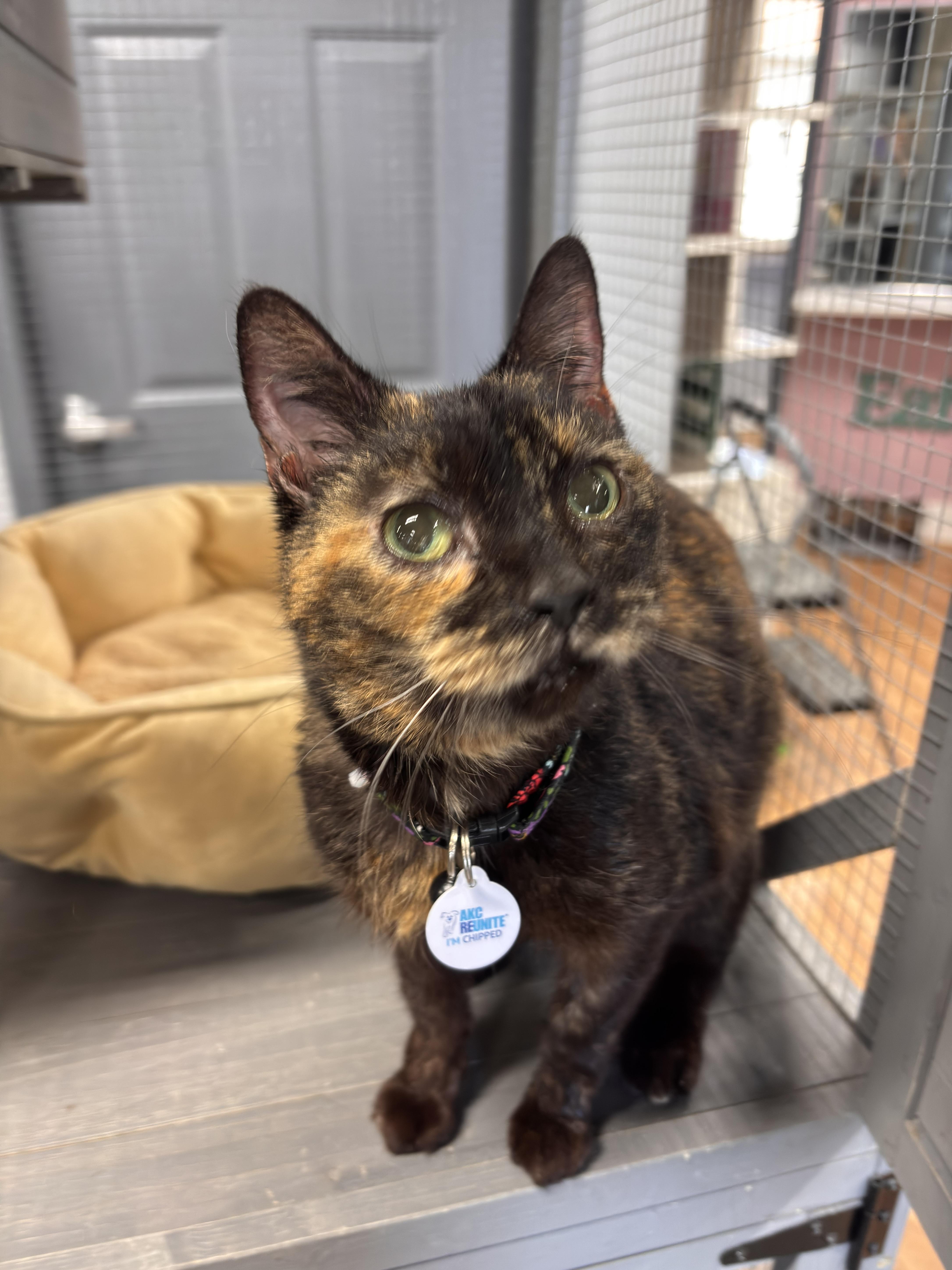 Chita Rivera, adopted, Senior Female Domestic Short Hair.