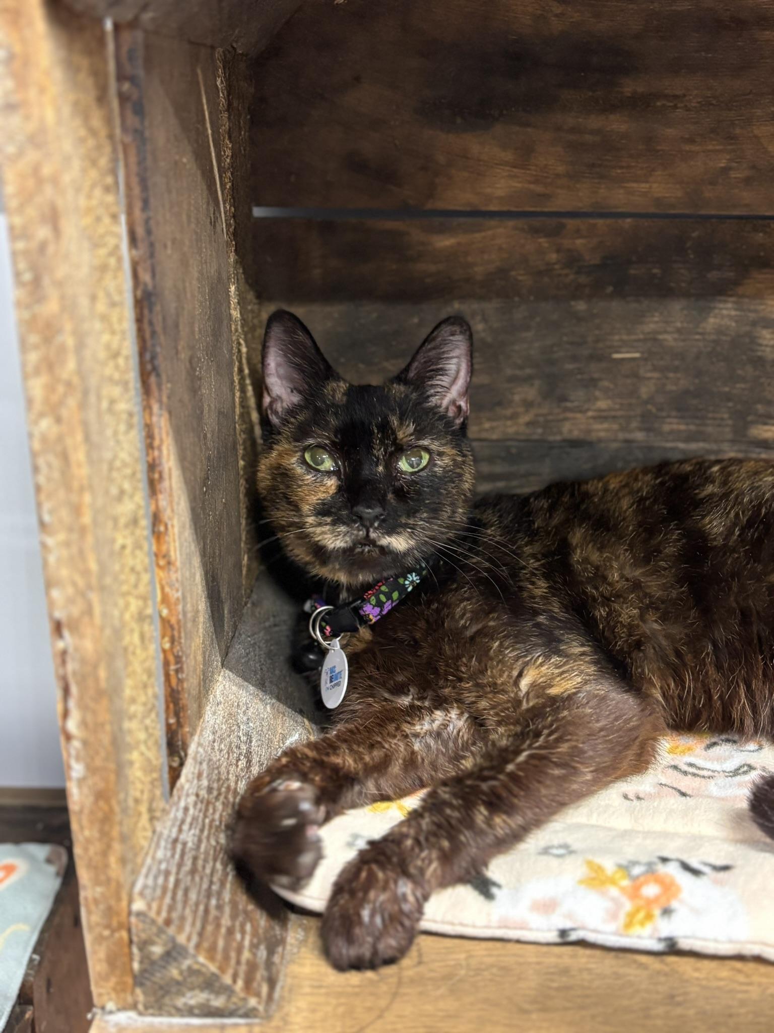 Chita Rivera, an adopted Domestic Short Hair in Grand Rapids, MI image 4/6