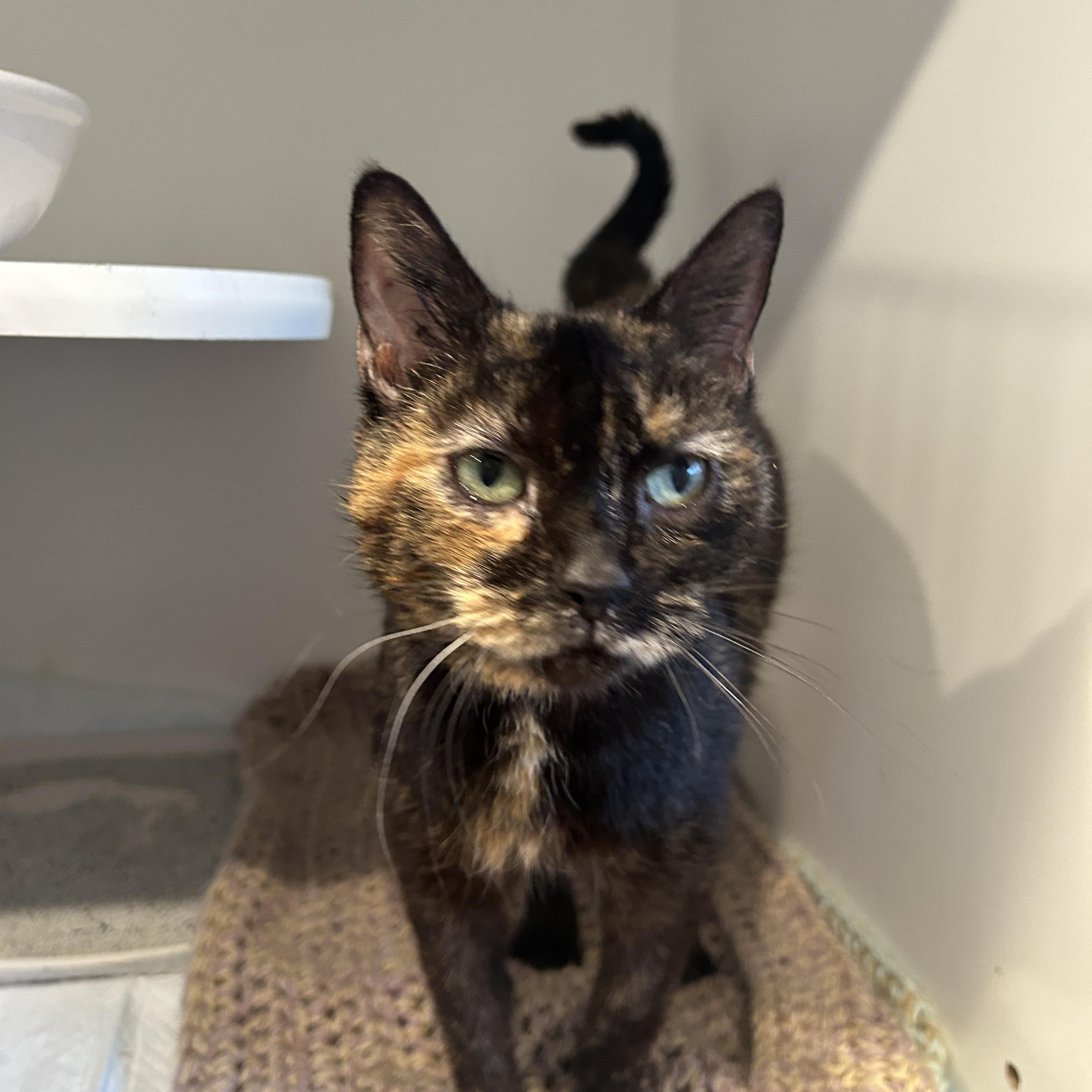 Chita Rivera, an adopted Domestic Short Hair in Grand Rapids, MI image 3/6