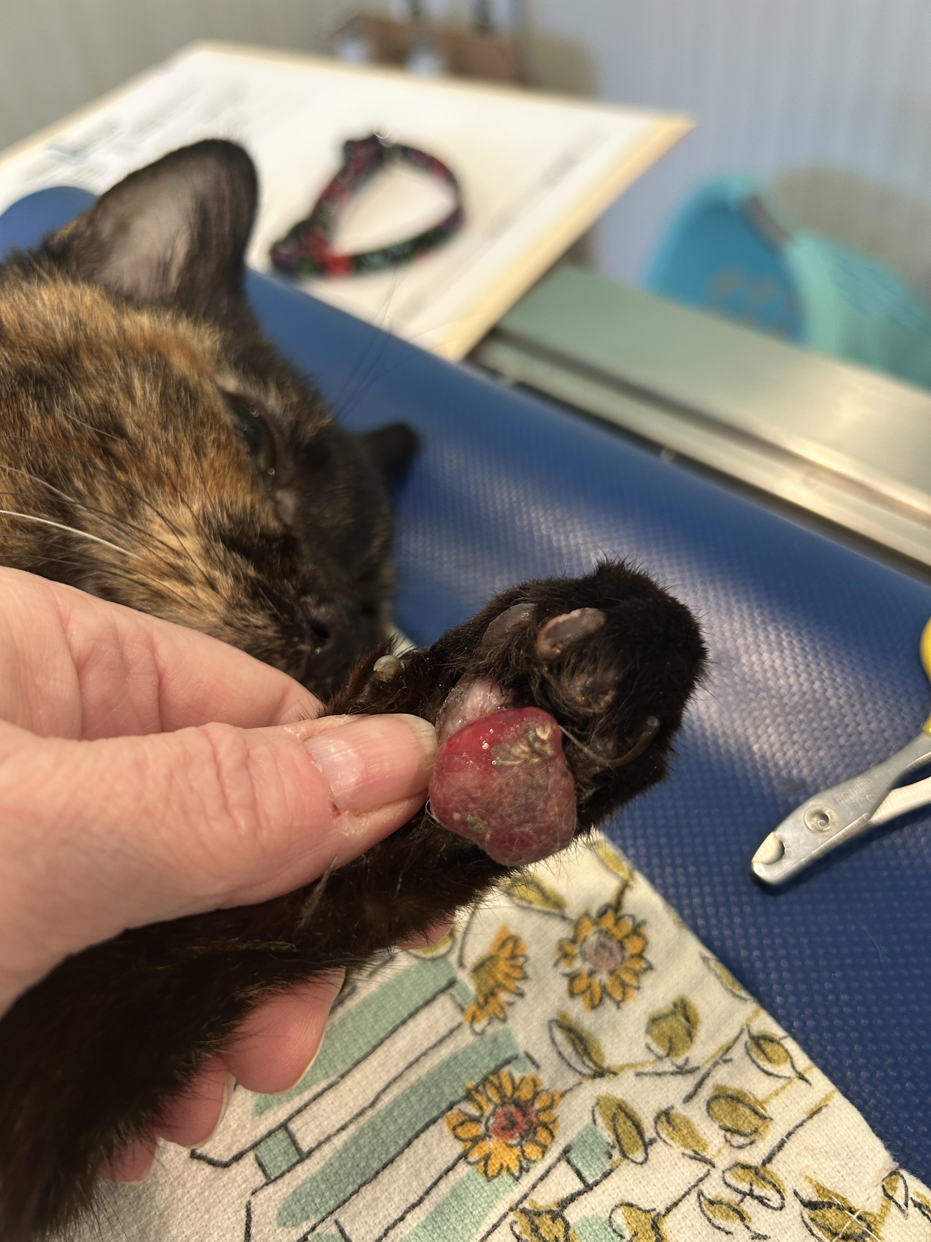 Chita Rivera, an adopted Domestic Short Hair in Grand Rapids, MI image 5/6