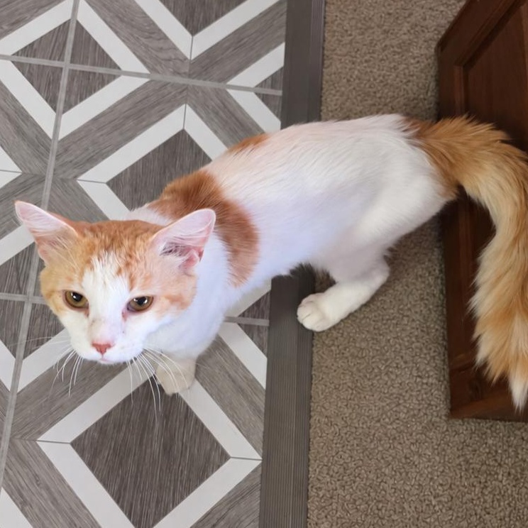 Oscar, Adoptable, Kitten Male Domestic Medium Hair & Tabby.