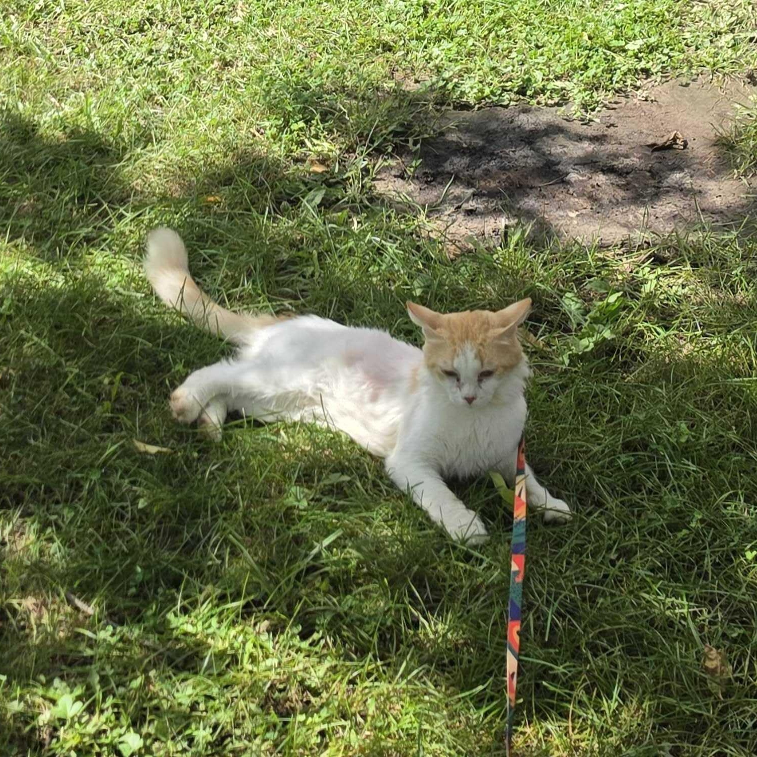 Enlarge Oscar, a Adoptable mixed breed in East Amherst, NY image 4/6