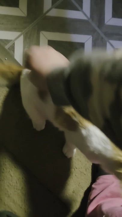 Enlarge Oscar, a Adoptable mixed breed in East Amherst, NY video 6/6