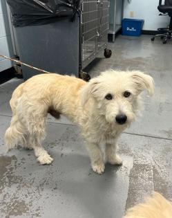 Cosmo, Adoptable, Young Male Maltese.