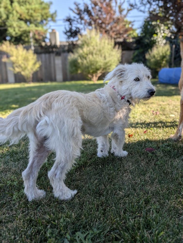 Enlarge Cosmo, a Adoptable mixed breed in Roseville, CA image 2/6