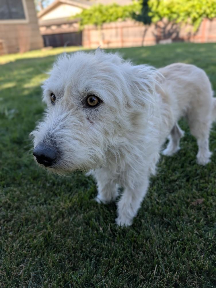 Enlarge Cosmo, a Adoptable mixed breed in Roseville, CA image 3/6
