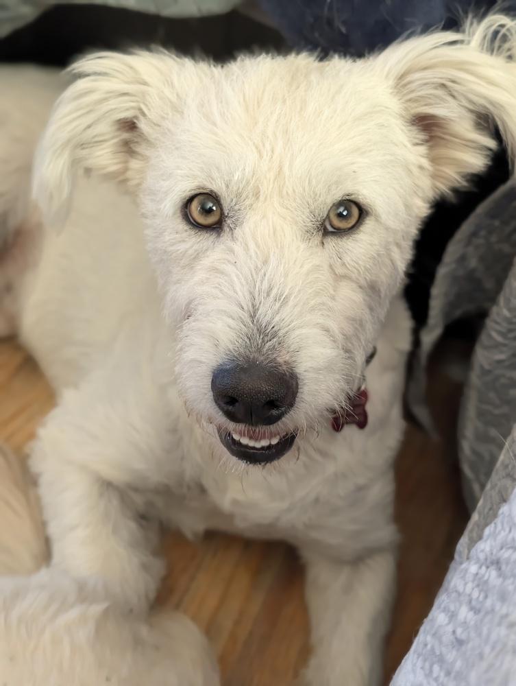 Cosmo, a Adoptable mixed breed in Roseville, CA image 4/6