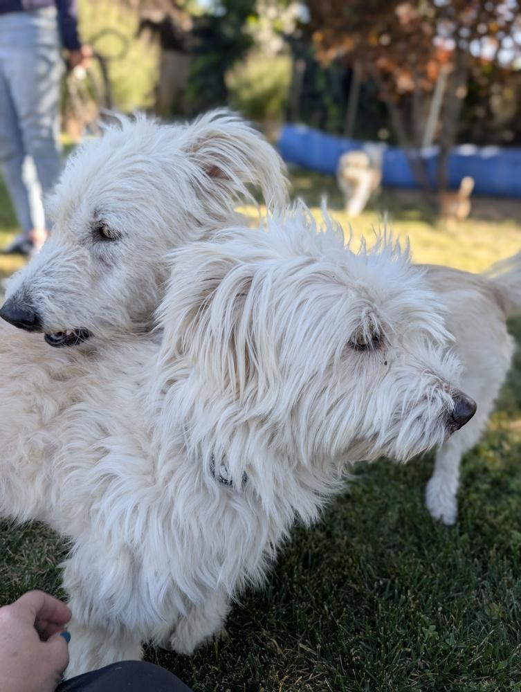 Enlarge Cosmo, a Adoptable mixed breed in Roseville, CA image 4/6