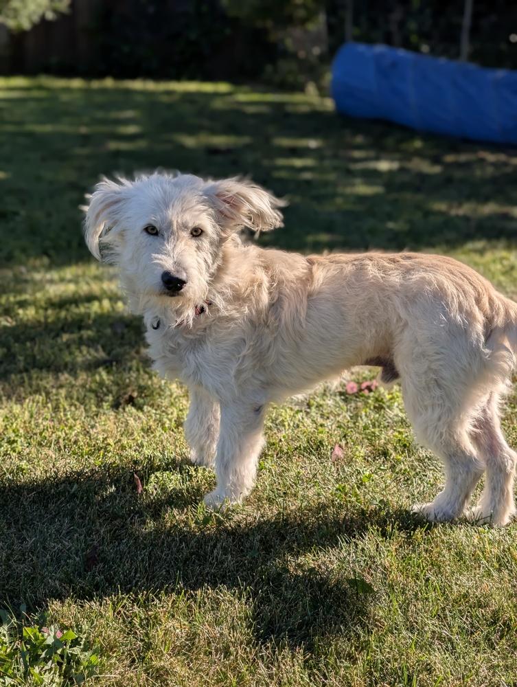Enlarge Cosmo, a Adoptable mixed breed in Roseville, CA image 5/6
