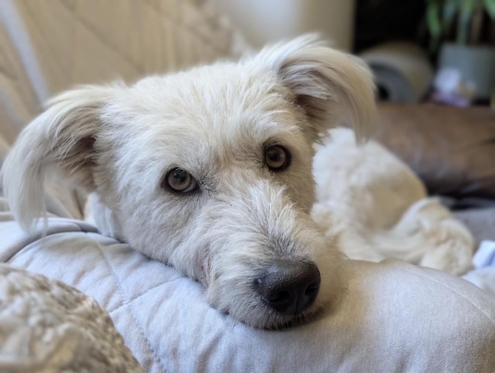 Cosmo, a Adoptable mixed breed in Roseville, CA image 6/6
